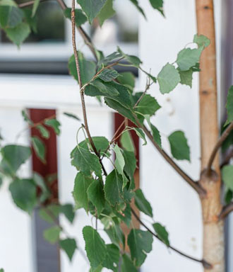 IMG_6801_WEB-patricia-holmen-drombrollop-gotland-533x620.jpg