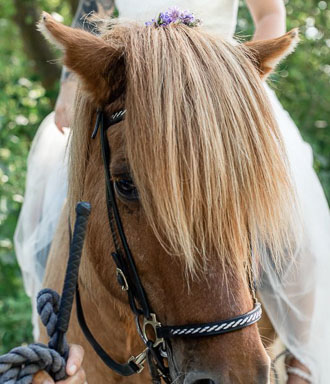 IMG_6833_WEB-patricia-holmen-drombrollop-gotland-533x620.jpg