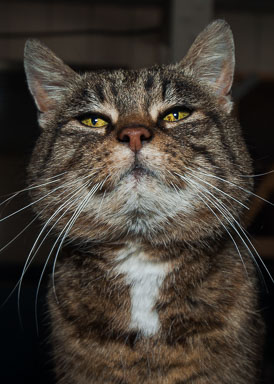 katt.jpg