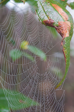 DSC_0136_v1.jpg