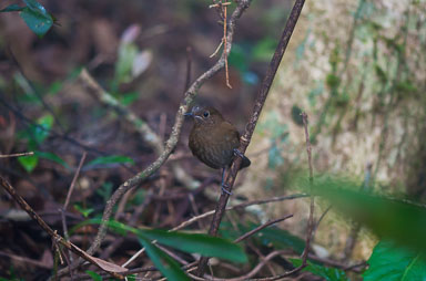 DSC_0145_v1.jpg