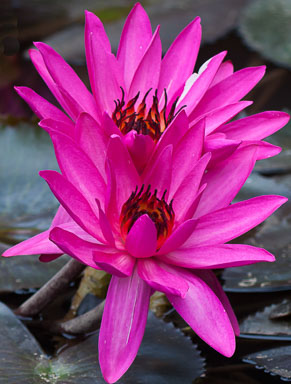 DSC_0158_v1.jpg